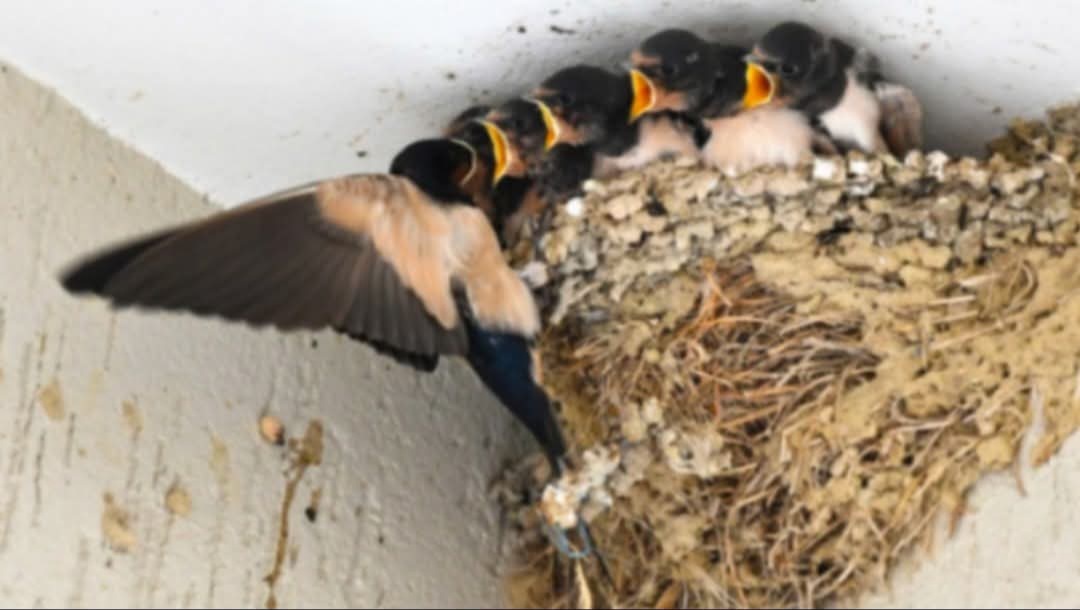 Nëse një zog godet dritaren tuaj, kuptimi mund t’ju tronditë!