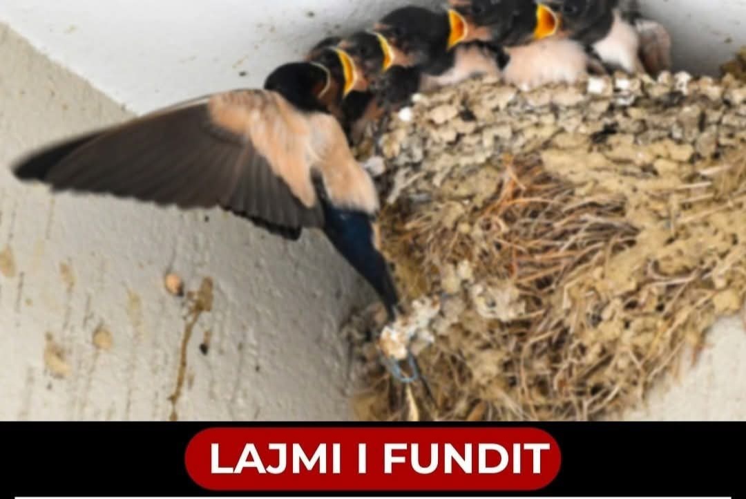 Çfarë do të thotë kur një zog hyn në shtëpi ose godet dritaren? Ja e vërteta që nuk do t’ju pëlqejë!